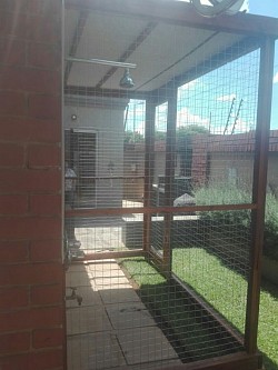 Catio montana