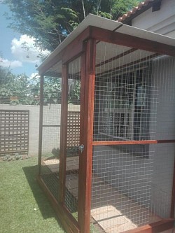 Catio montana