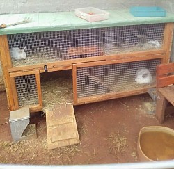 Bunny hutch Auckland Park