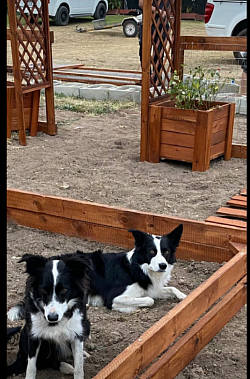Canine Performance Centre pergola and fence